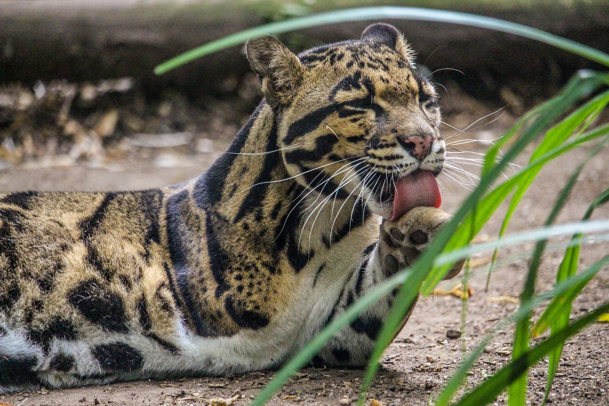 species-spotlight-clouded-leopard